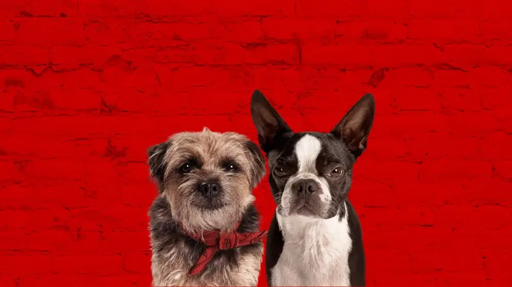 Ruim pra Cachorro – assistir online em HD