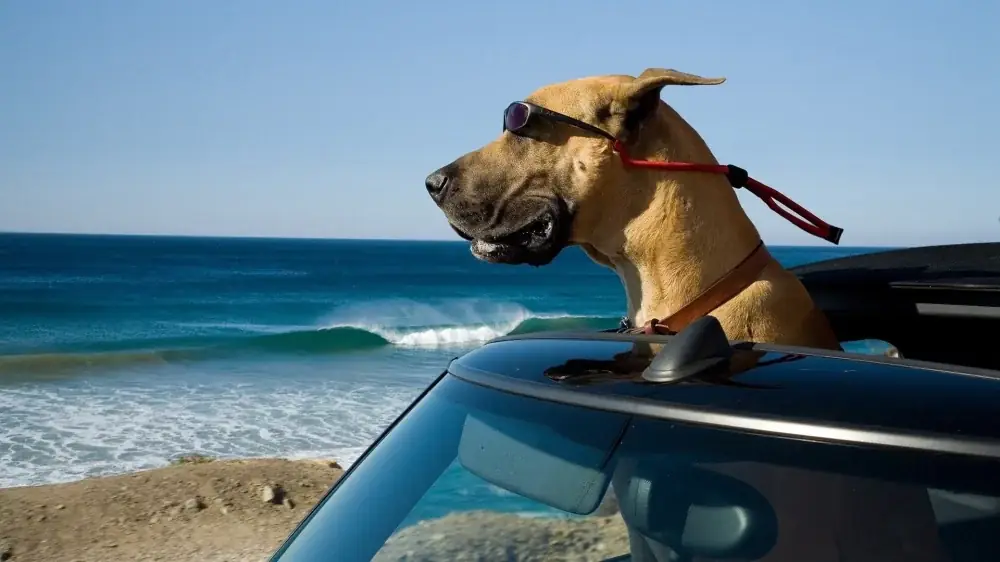 Marmaduke – assistir online em HD