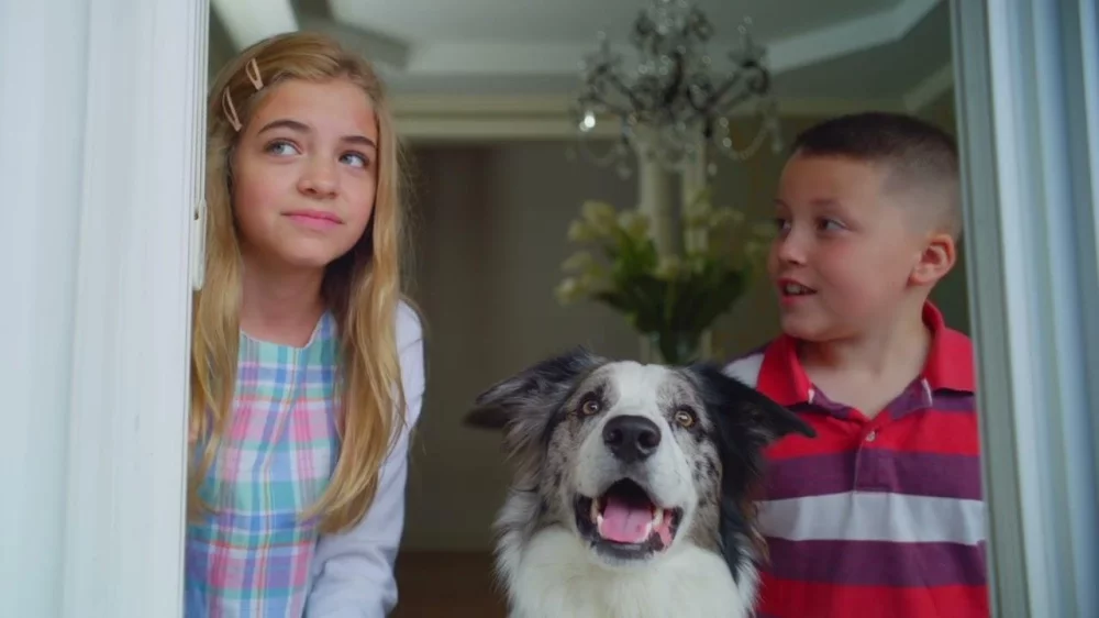 Uma Equipe Boa pra Cachorro – assistir online em HD